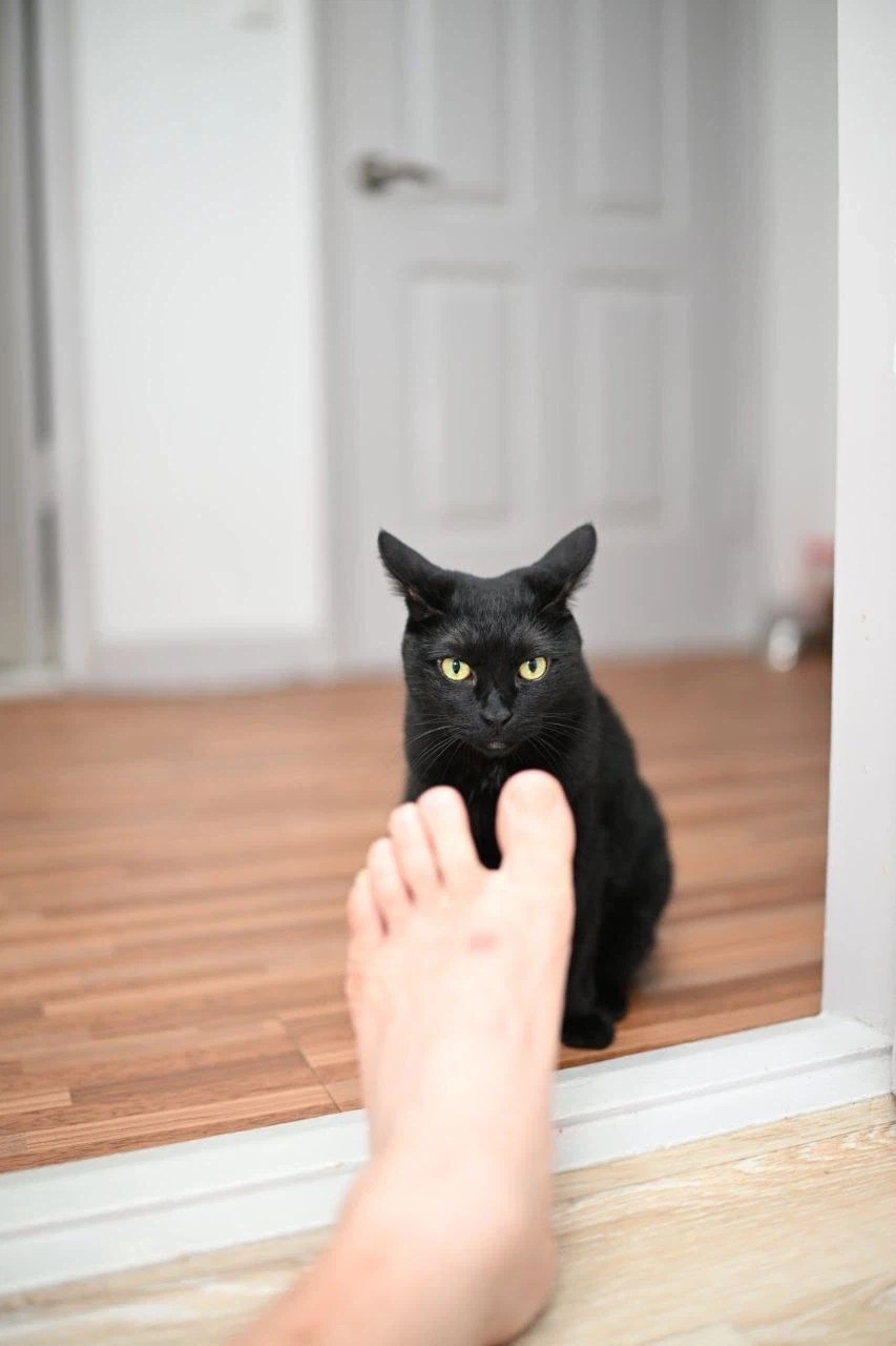 인기많고 못생긴 검은 고양이_15.webp