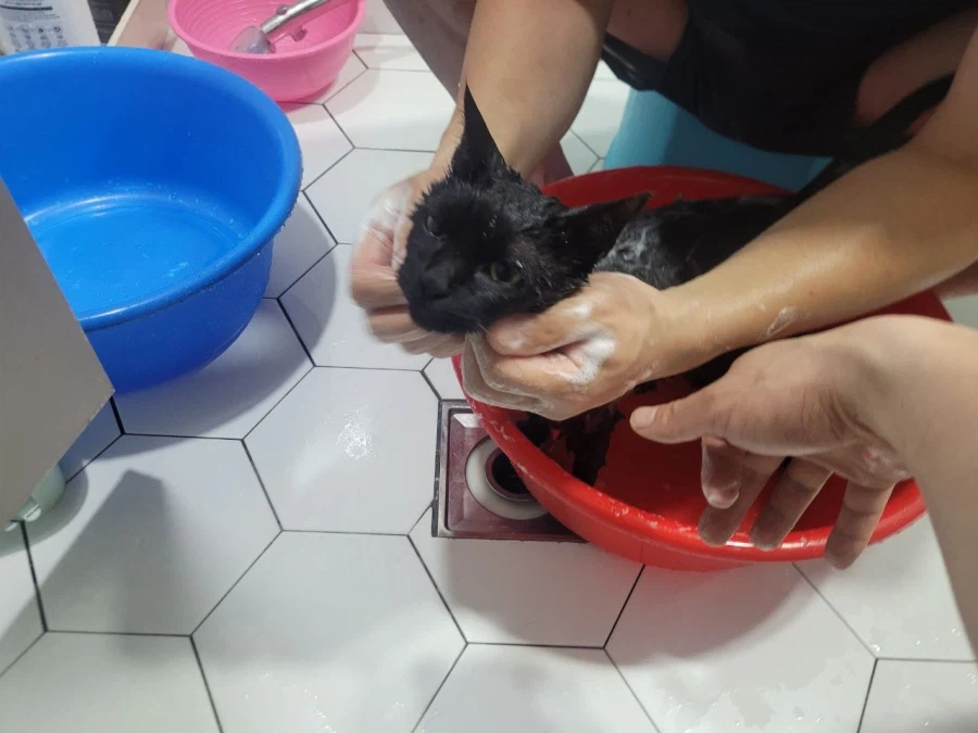 인기많고 못생긴 검은 고양이_16.webp