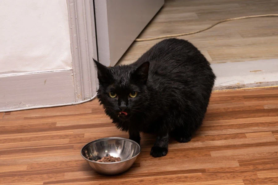 인기많고 못생긴 검은 고양이_17.webp