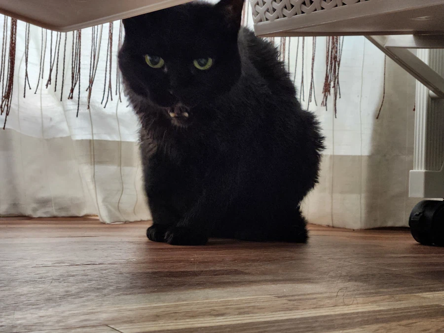 인기많고 못생긴 검은 고양이_11.webp