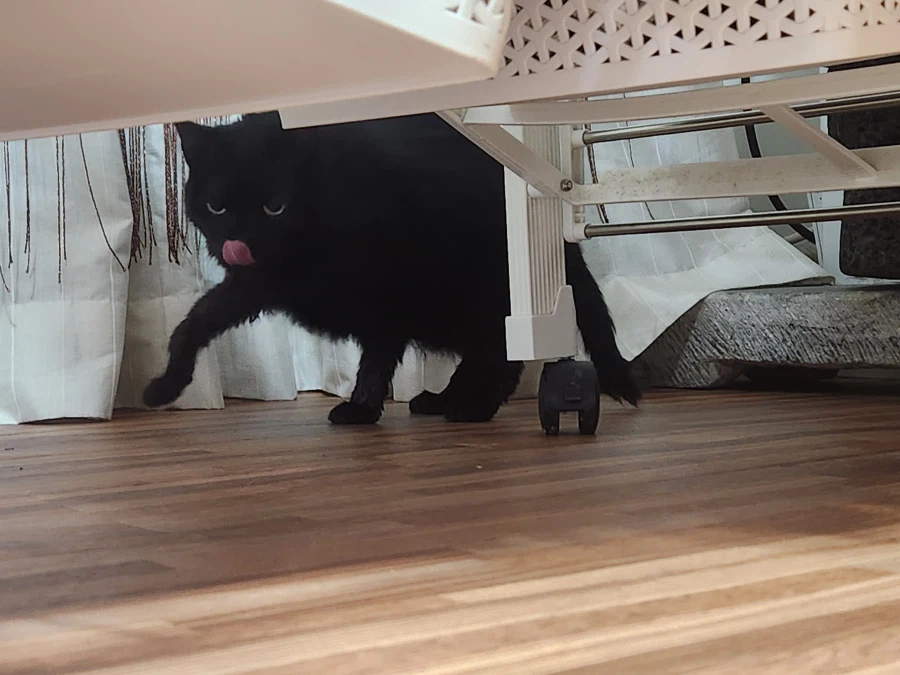 인기많고 못생긴 검은 고양이_13.webp