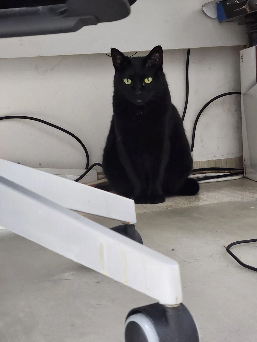 인기많고 못생긴 검은 고양이_14.webp