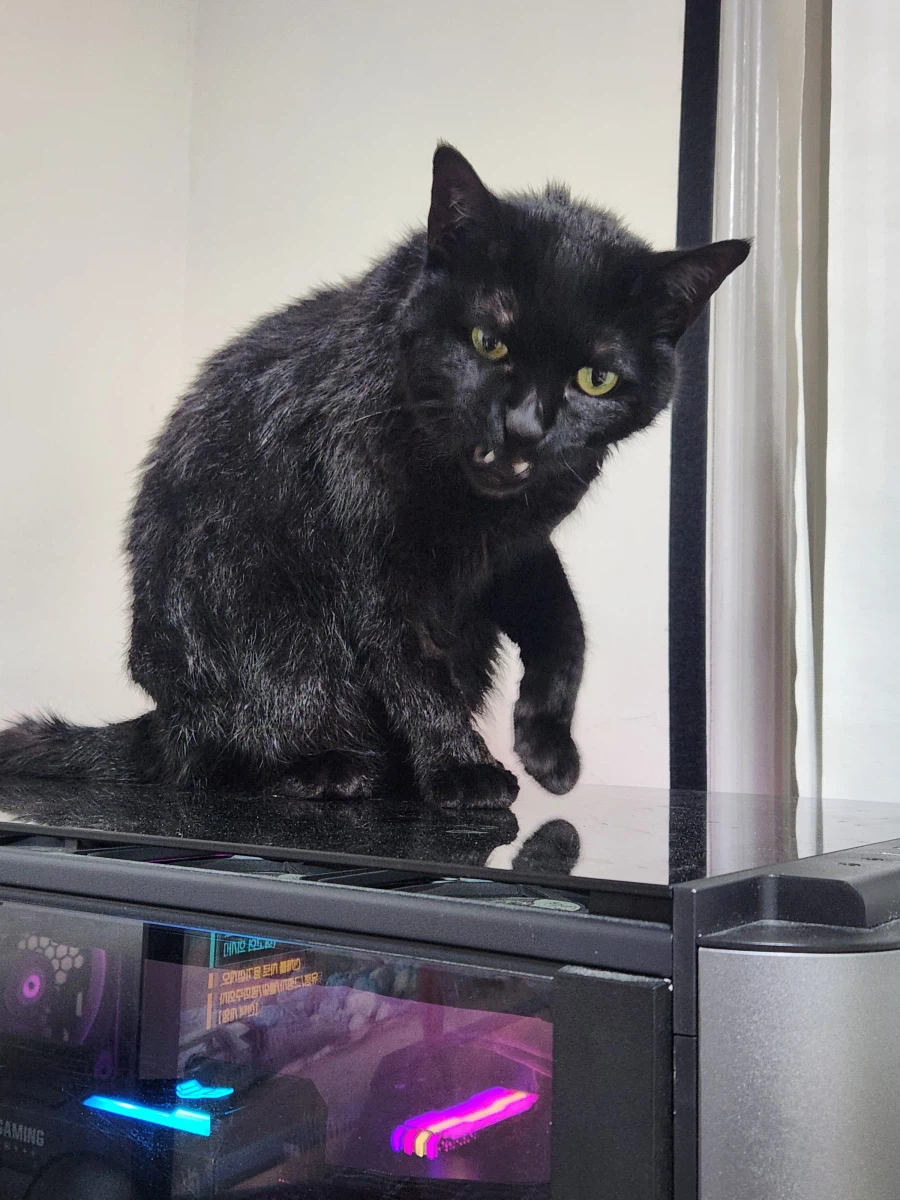 인기많고 못생긴 검은 고양이_12.webp