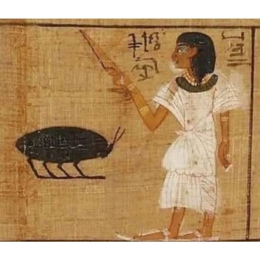 고대 바퀴벌레 크기 수준_4.webp