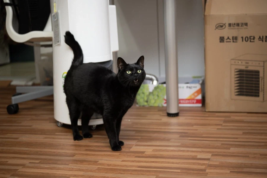 인기없고 이쁜 검은 고양이_1.webp