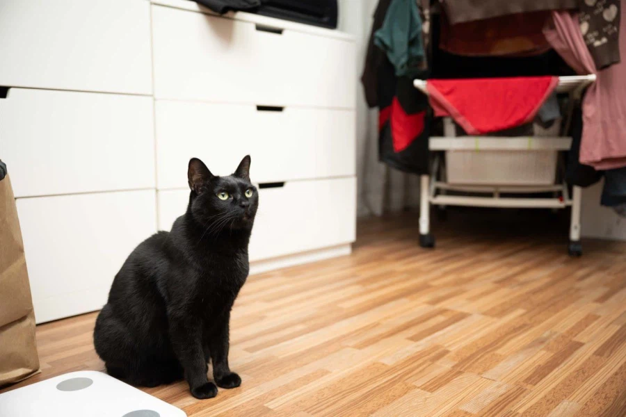 인기없고 이쁜 검은 고양이_2.webp
