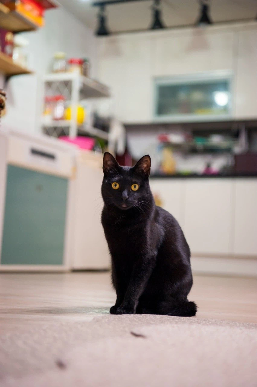 인기없고 이쁜 검은 고양이_4.webp