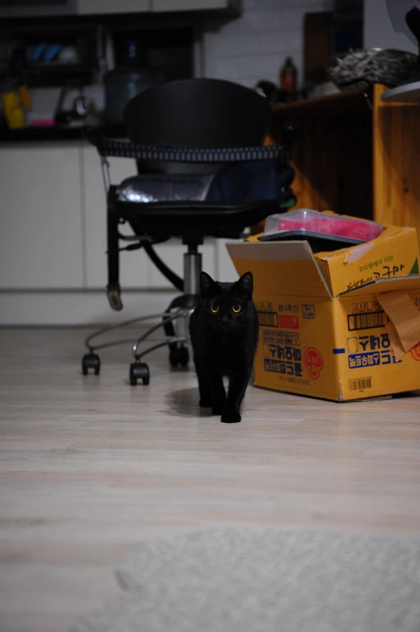 인기없고 이쁜 검은 고양이_5.webp