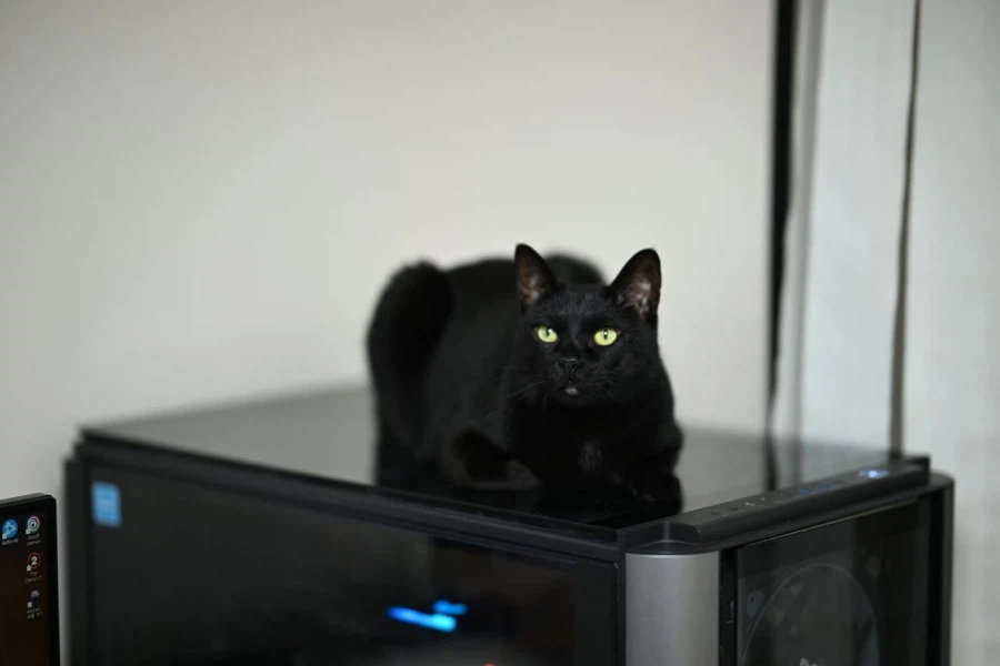 인기없고 이쁜 검은 고양이_9.webp