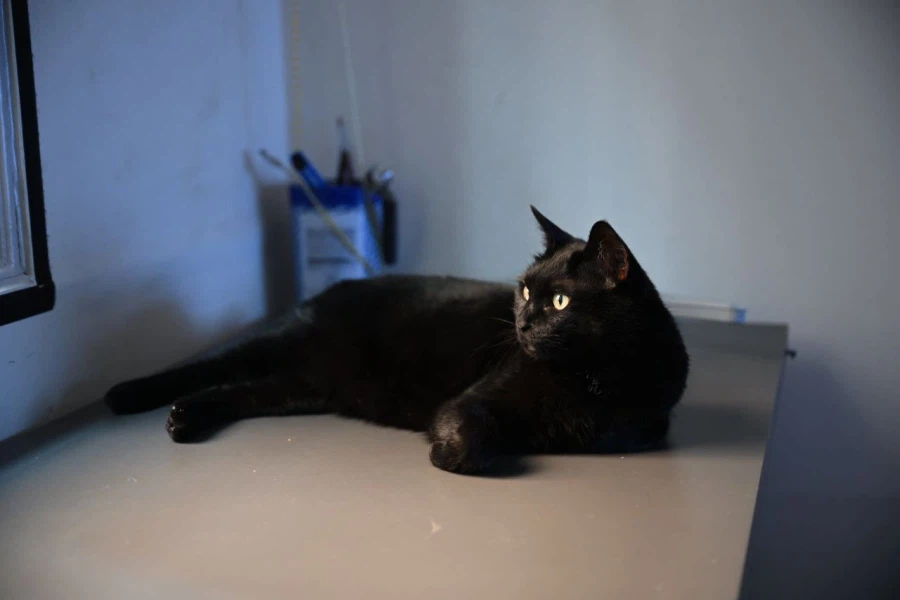 인기없고 이쁜 검은 고양이_10.webp