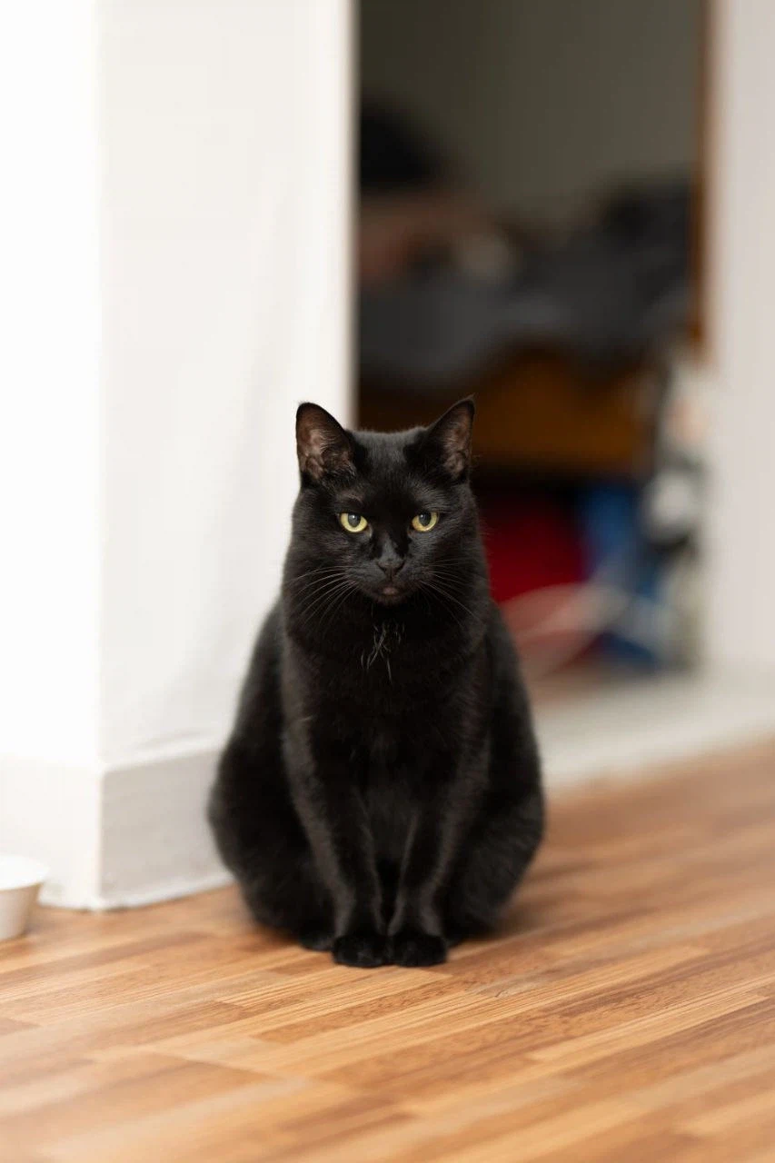 인기없고 이쁜 검은 고양이_11.webp