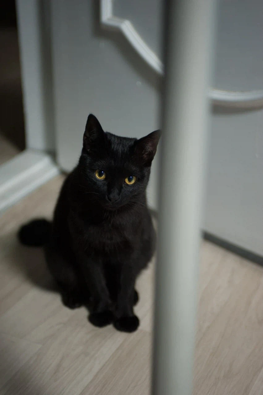 인기없고 이쁜 검은 고양이_12.webp