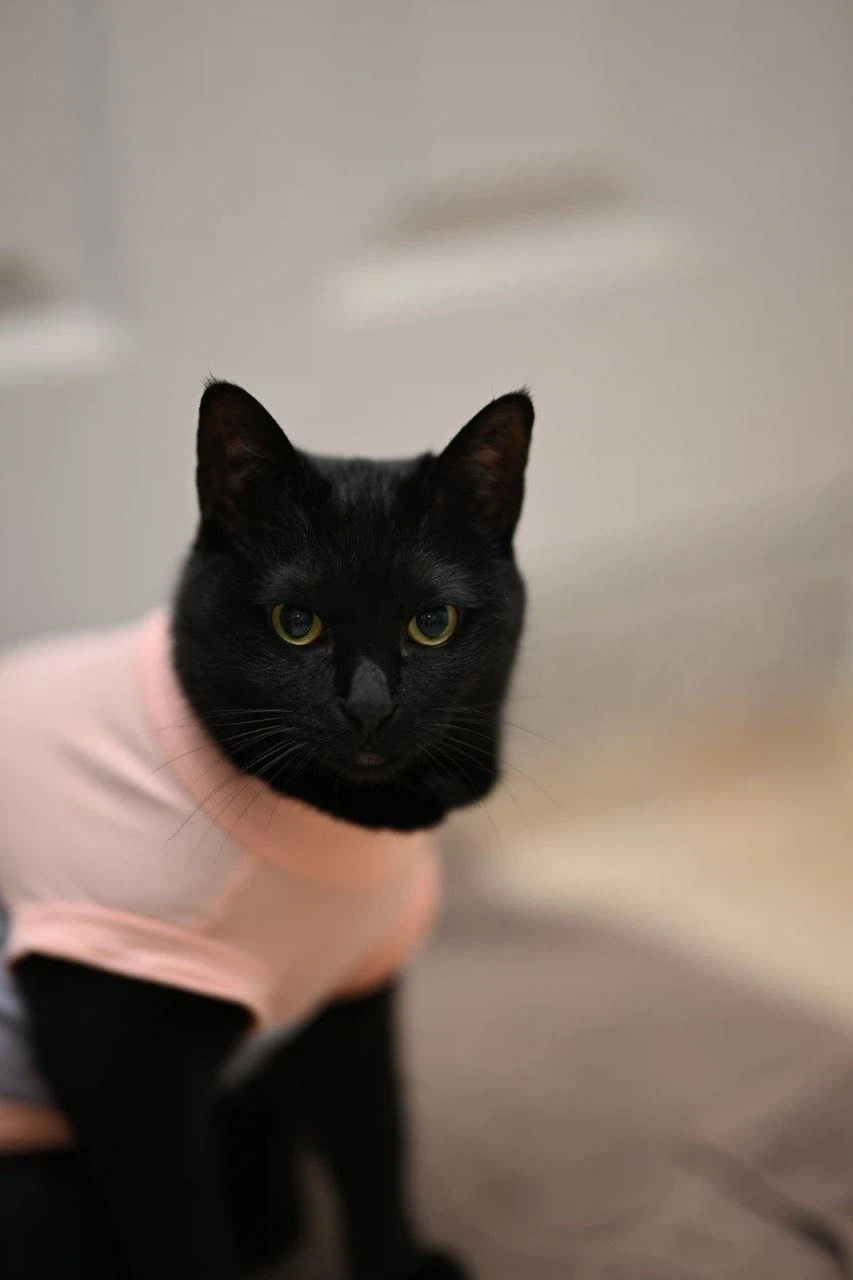 인기없고 이쁜 검은 고양이_13.webp