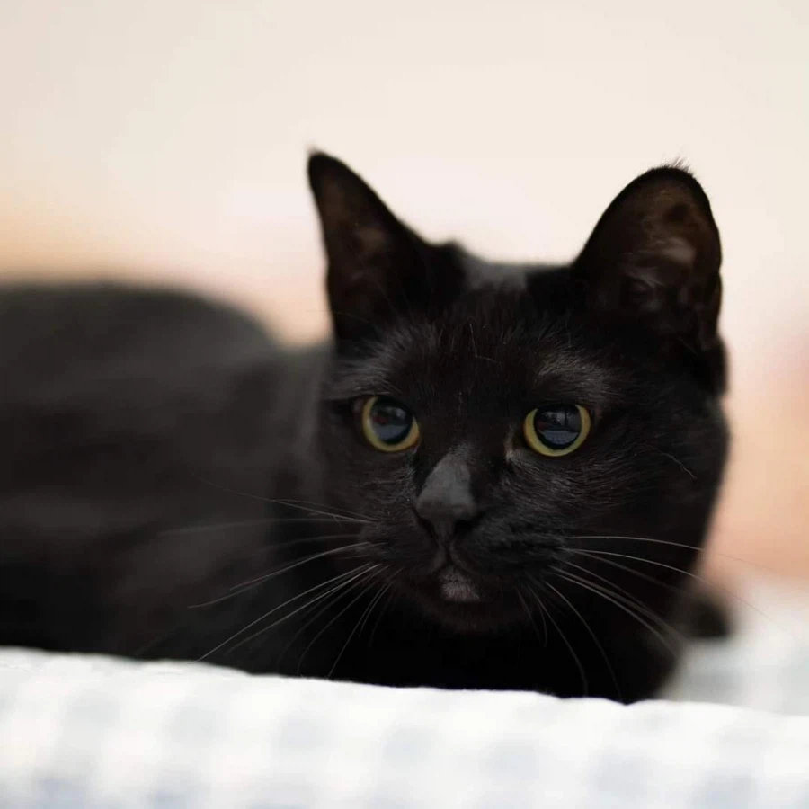 인기없고 이쁜 검은 고양이_14.webp