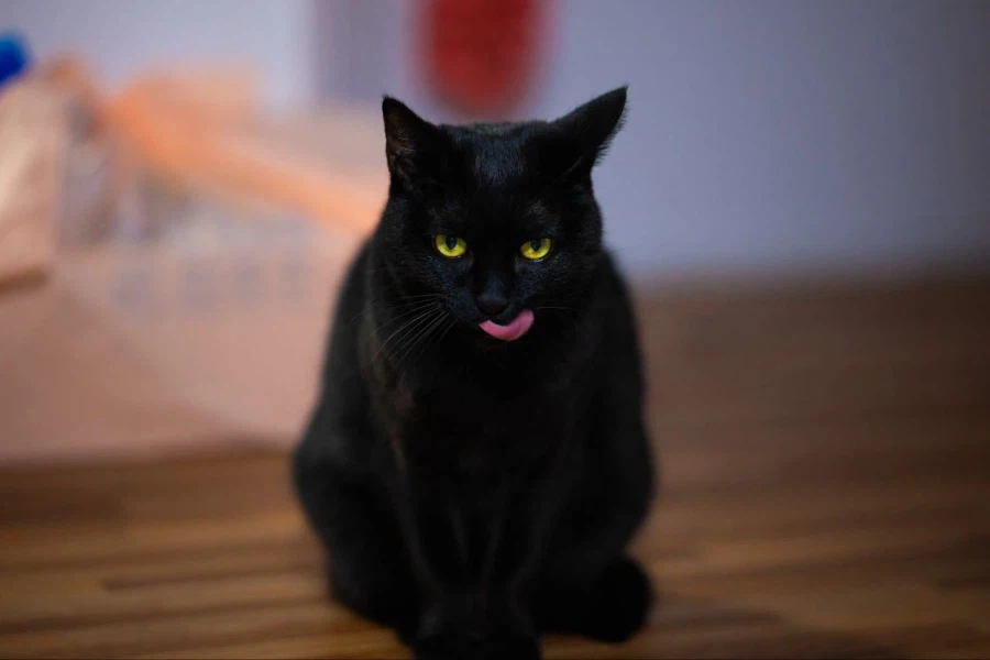 인기없고 이쁜 검은 고양이_15.webp