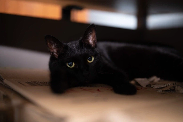 인기없고 이쁜 검은 고양이_16.webp