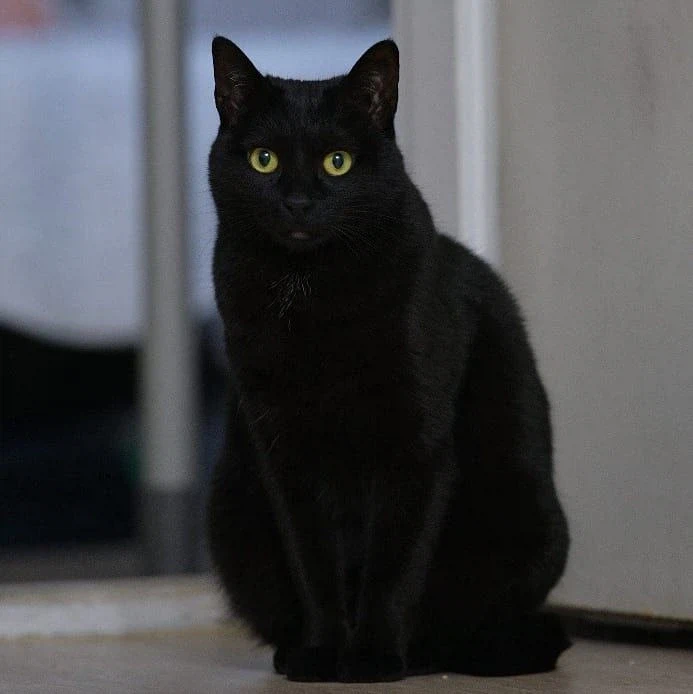 인기없고 이쁜 검은 고양이_17.webp