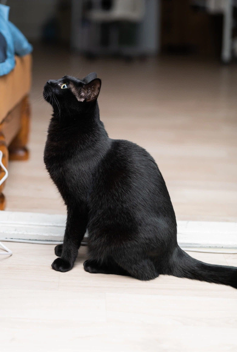 인기없고 이쁜 검은 고양이_18.webp