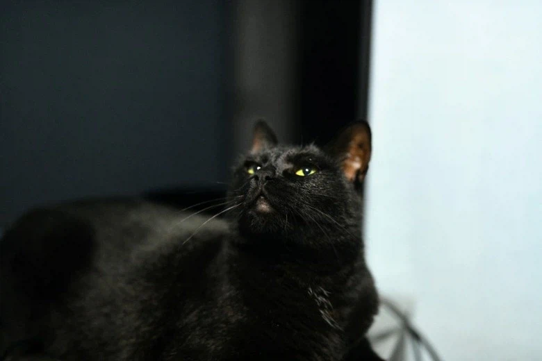 인기없고 이쁜 검은 고양이_20.webp