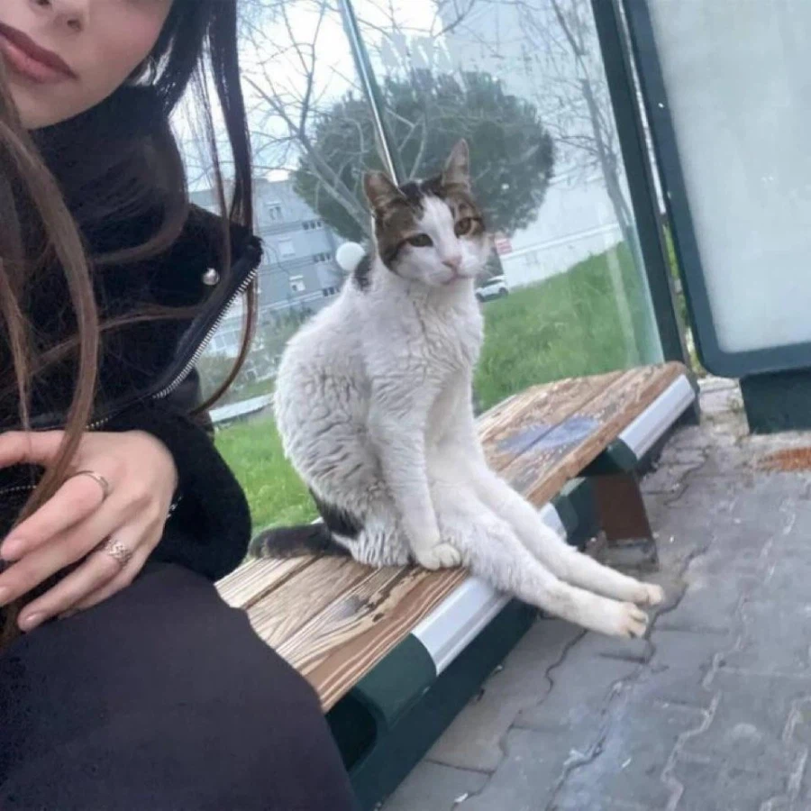 다리 뻗은 모르는 고양이_7.webp