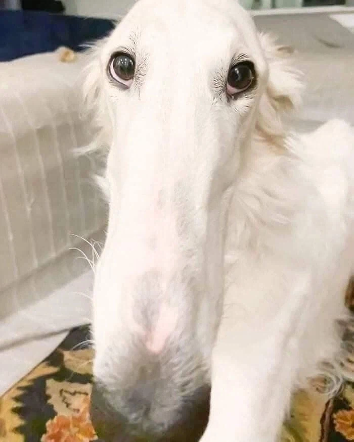 의외로 조선시대왕실에서 길렀던걸로 추측되는 사냥개_2.webp