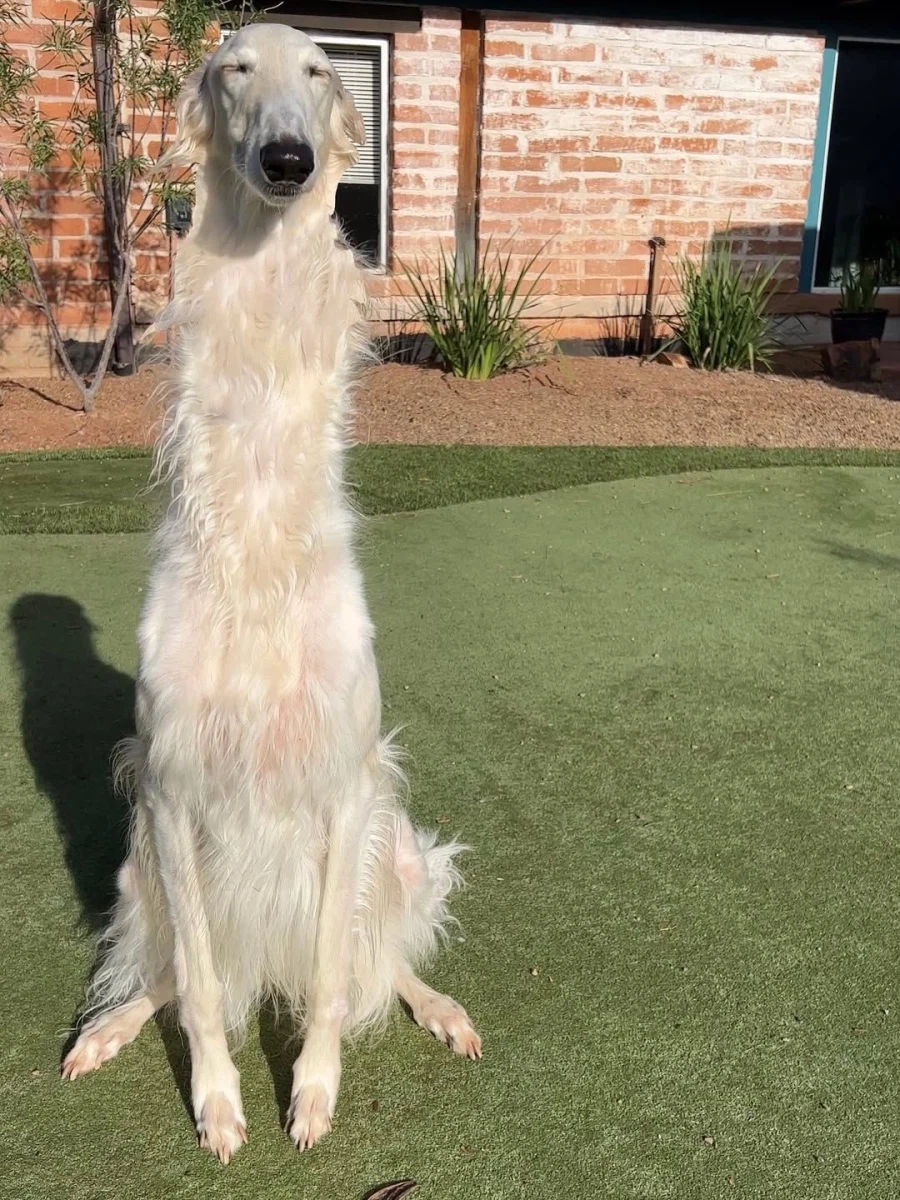 의외로 조선시대왕실에서 길렀던걸로 추측되는 사냥개_3.webp