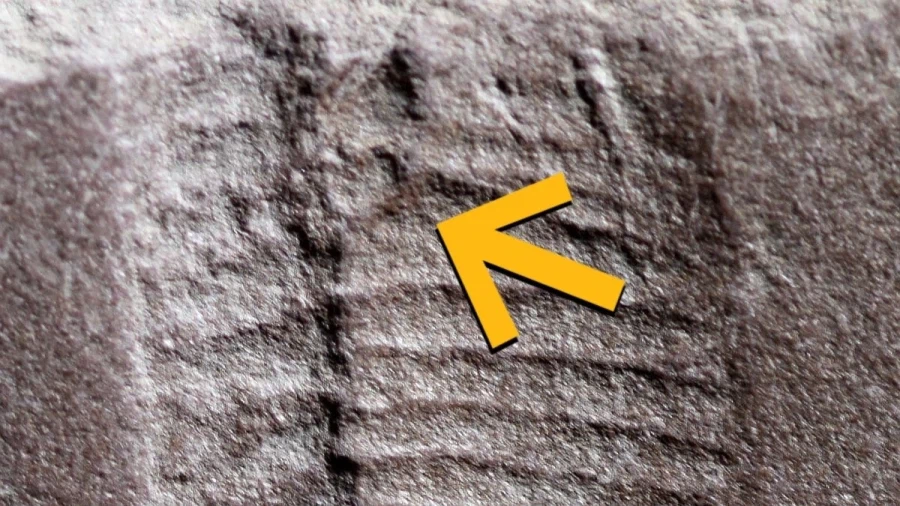 세상에서 가장 오래된 돈고 화석 발견_2.webp