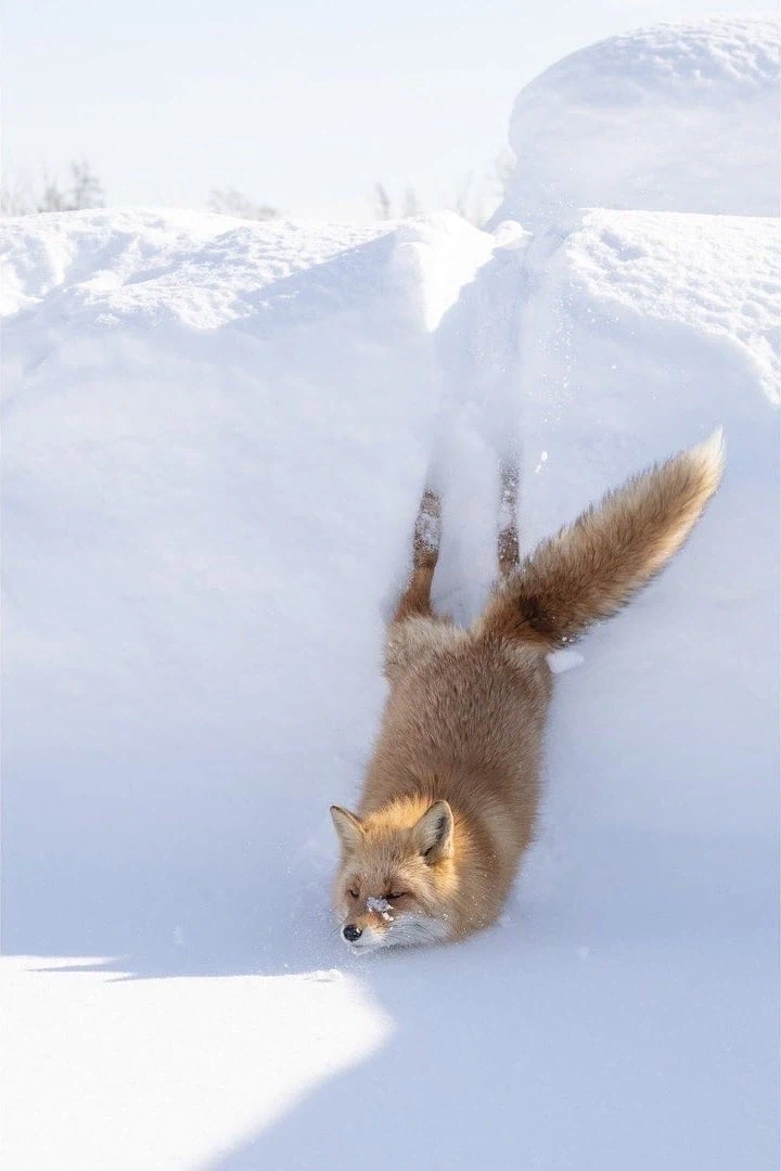 여우) 꿍해쪄.jpg_1.webp