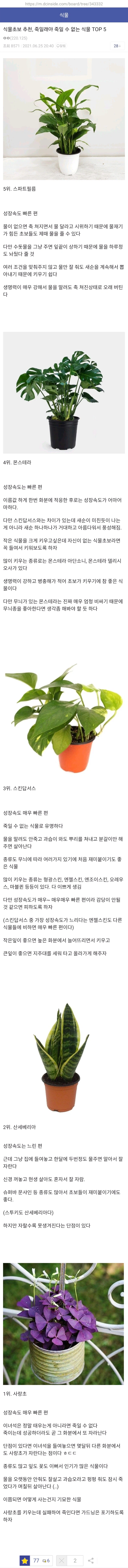 어디서든 잘 자라는 식물 TOP 5_1.webp