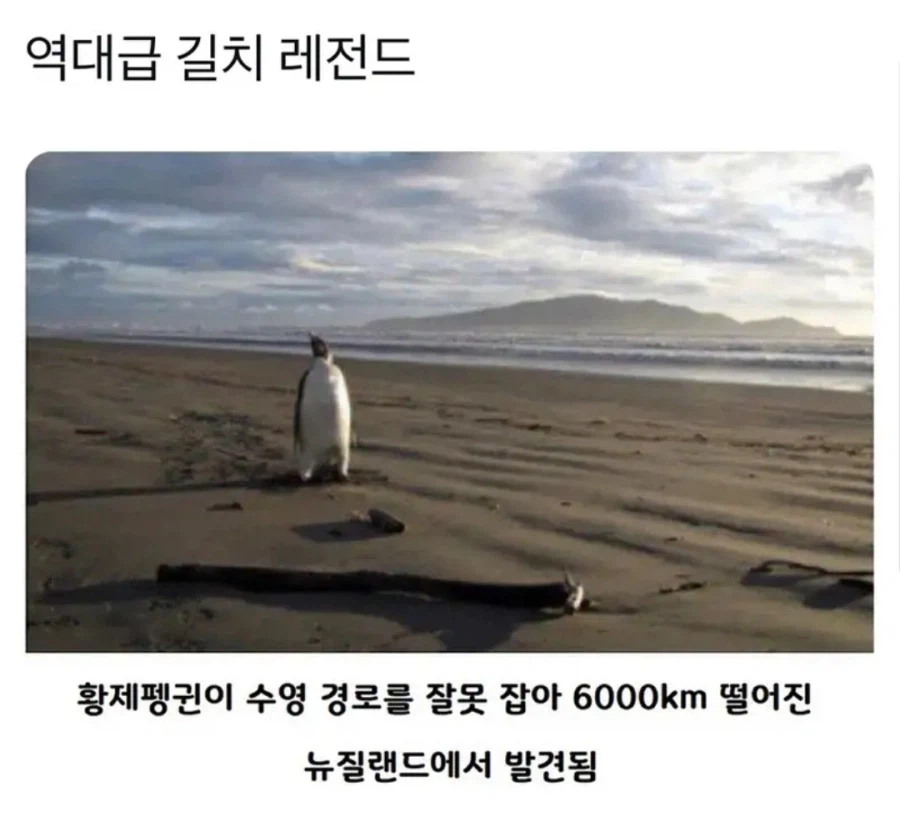 원피스 조로의 길치가 현실성 있는 이유_1.webp