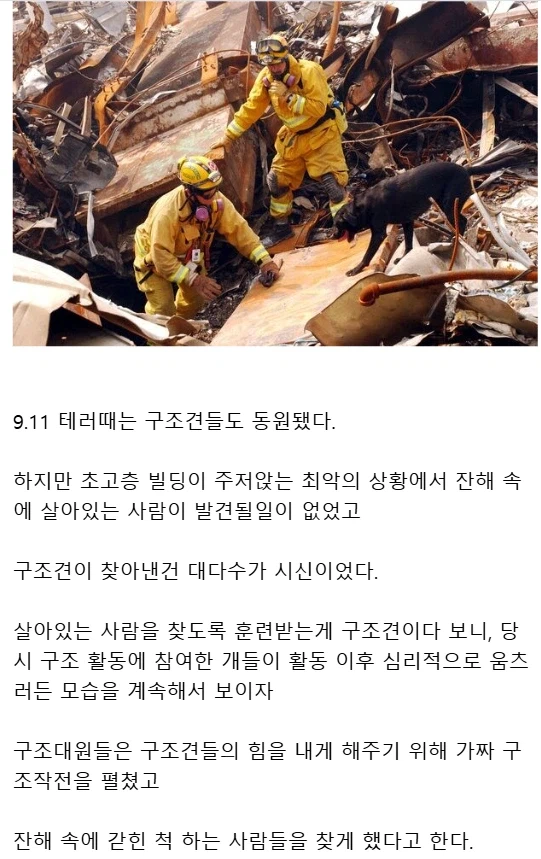 911테러로 집단 우울증에 걸렸던 구조견들_2.webp