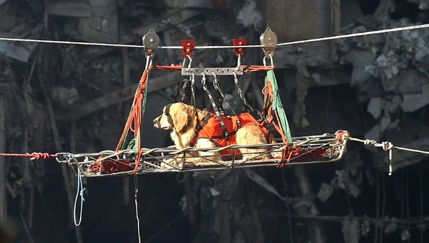 911테러로 집단 우울증에 걸렸던 구조견들_1.webp