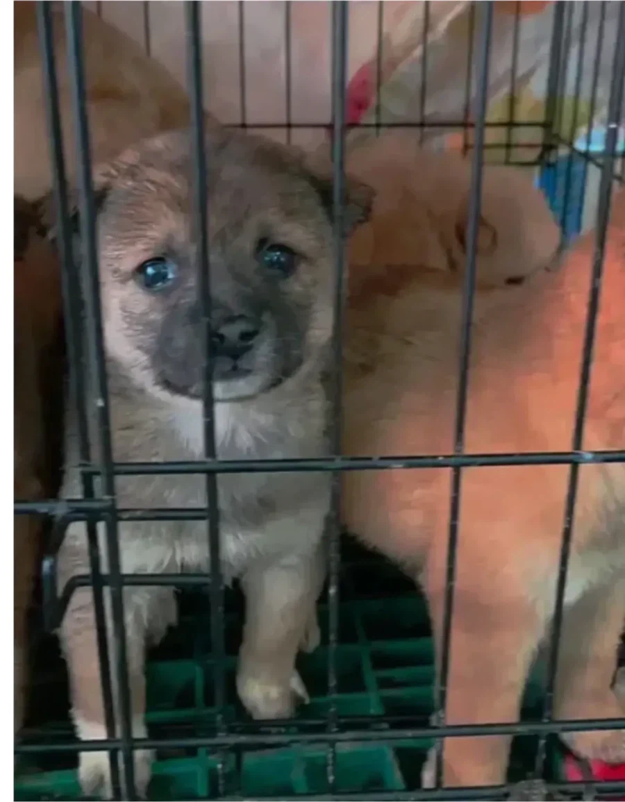 유기견 입양 전 후.jpg_1.webp