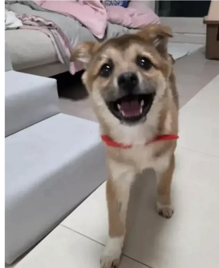 유기견 입양 전 후.jpg_2.webp