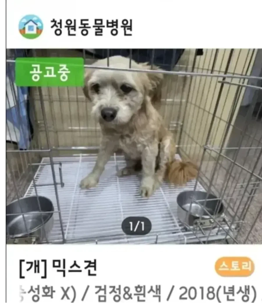 유기견 입양 전 후.jpg_3.webp