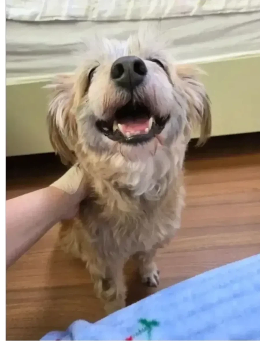 유기견 입양 전 후.jpg_4.webp