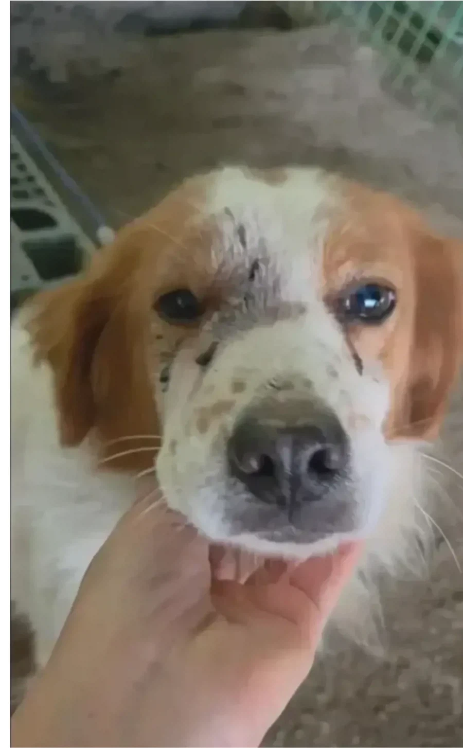 유기견 입양 전 후.jpg_5.webp