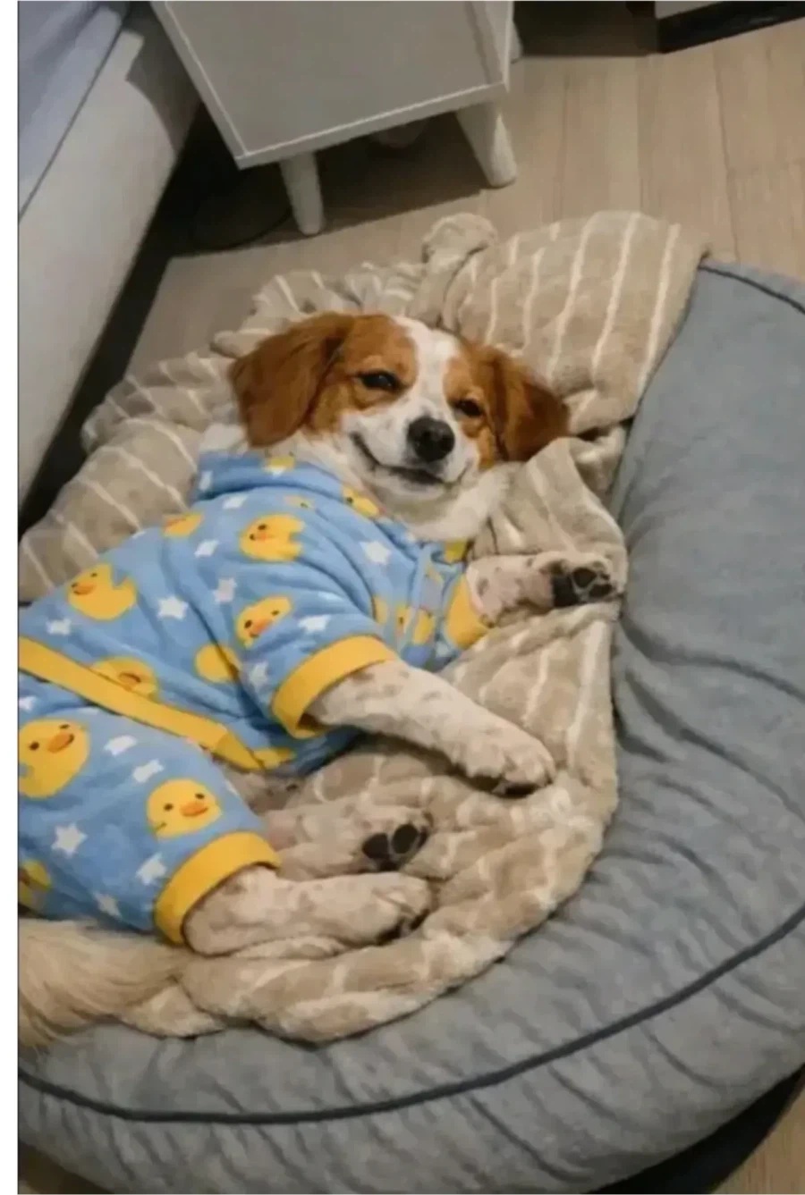 유기견 입양 전 후.jpg_6.webp