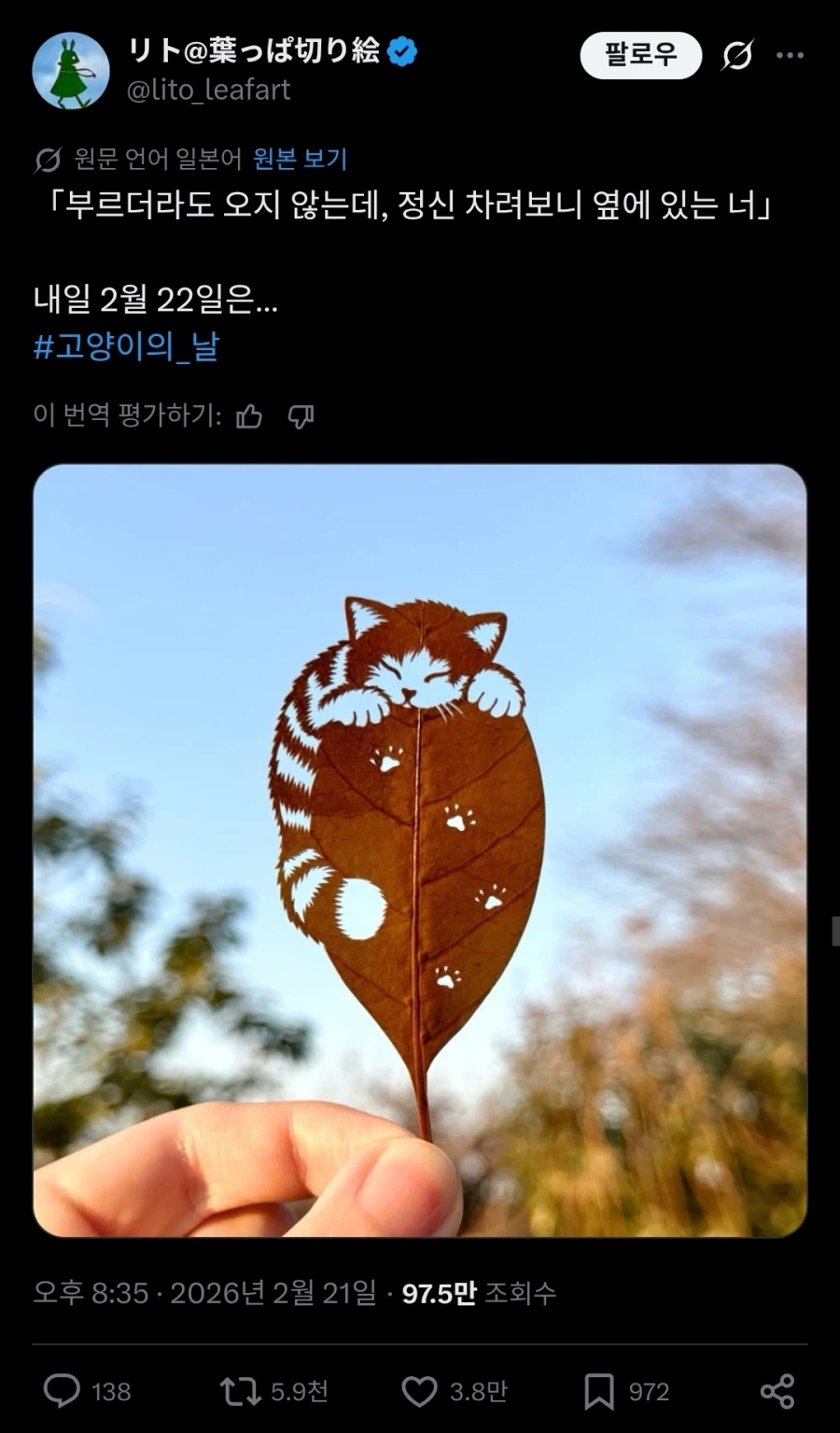 나뭇잎에 새겨둔 고양이 그림.jpg_1.webp
