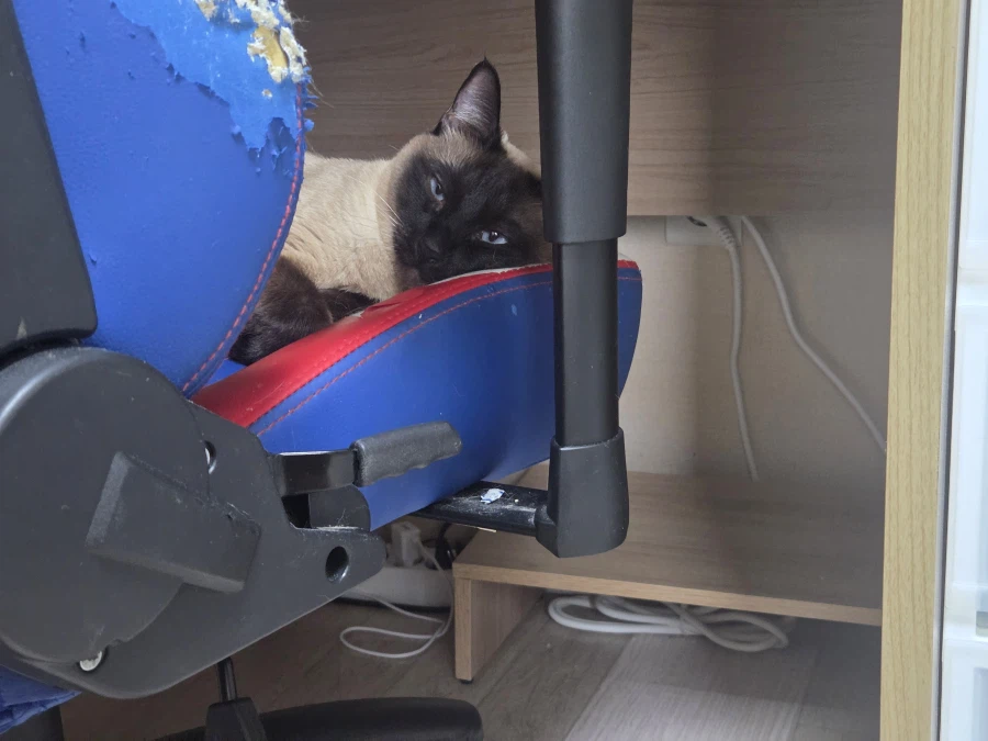 사고쳐도 당당한 짐승 고양이_1.webp