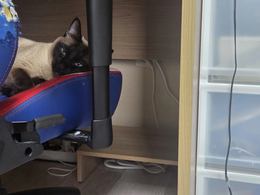 사고쳐도 당당한 짐승 고양이_2.webp