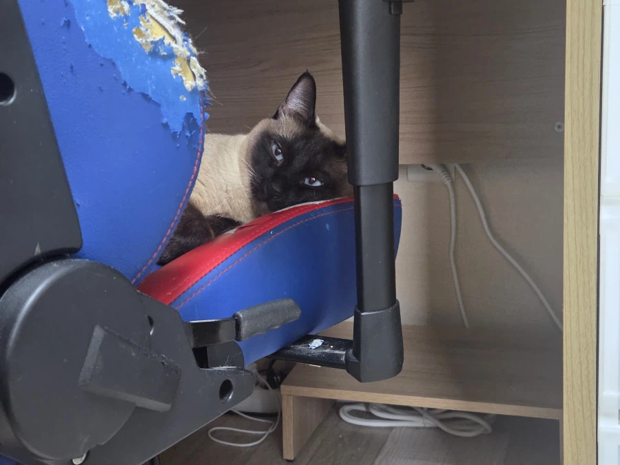 사고쳐도 당당한 짐승 고양이_3.webp