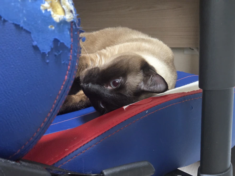 사고쳐도 당당한 짐승 고양이_4.webp