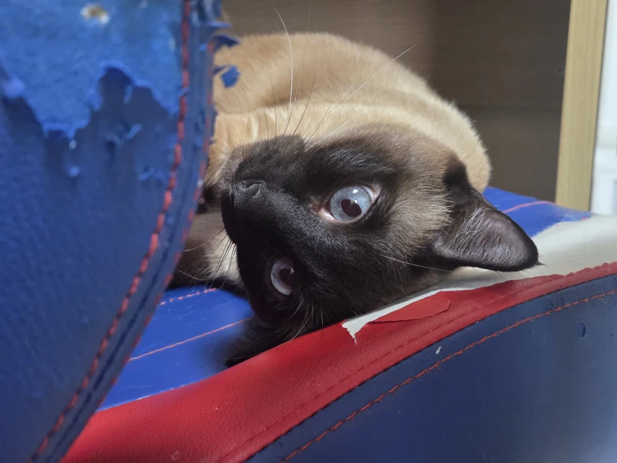 사고쳐도 당당한 짐승 고양이_6.webp