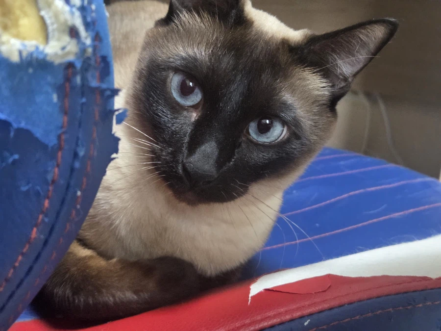 사고쳐도 당당한 짐승 고양이_7.webp