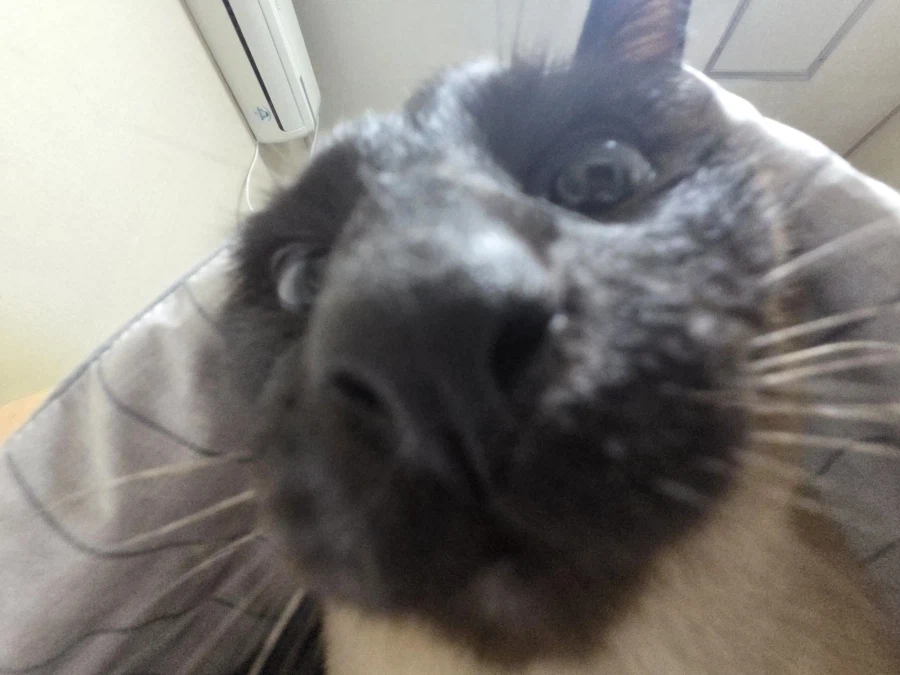 사고쳐도 당당한 짐승 고양이_10.webp