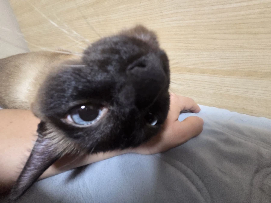 사고쳐도 당당한 짐승 고양이_8.webp