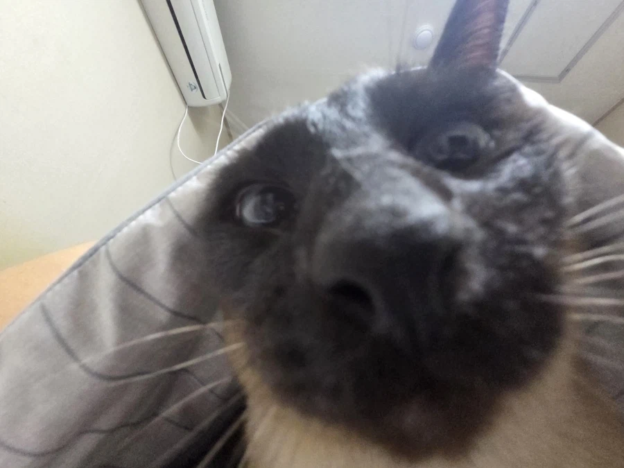 사고쳐도 당당한 짐승 고양이_11.webp