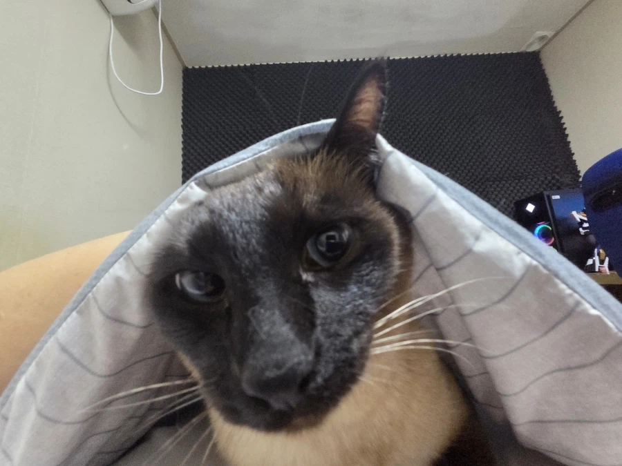 사고쳐도 당당한 짐승 고양이_12.webp