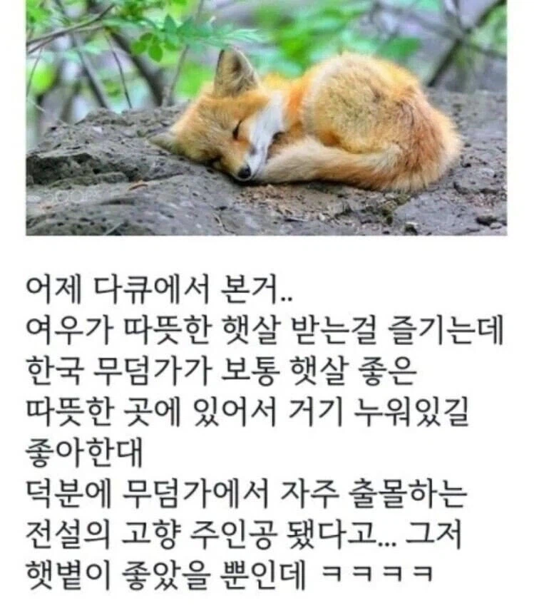 옛 설화에 여우가 요물로 자주 나오는 이유_1.webp